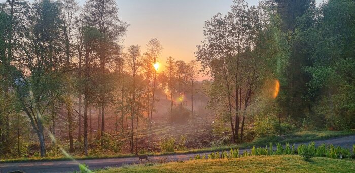 Soluppgång i skogsdunge med dimma, rådjur korsar väg, grönskande träd, lugn morgonstämning.