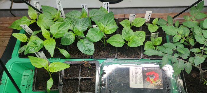 Unge plantor i krukor på bricka, etiketter markerar olika sorters grönsaker, inomhus odling, belysningssystem ovanför.