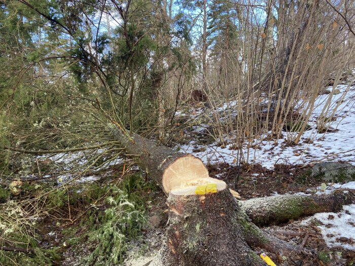 Nedfallen trädstam i skog, sågad, med snö och löv på marken.