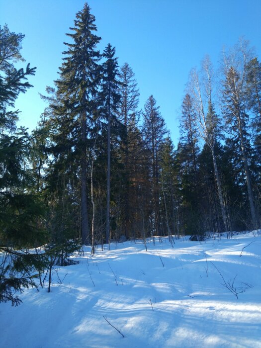 Vinterskog, snötäckt mark, långa barrträd, klarblå himmel, solsken, skuggor på snön, naturens lugn.