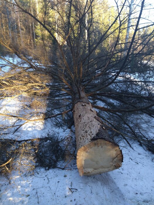 Nedfallen, avsågad träd med snöig mark och skog i bakgrunden. Solig vinter eller vår dag.