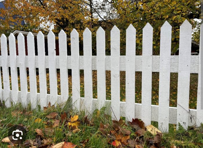 Vitt staket, höstlöv på gräsmatta, träd med gula löv.