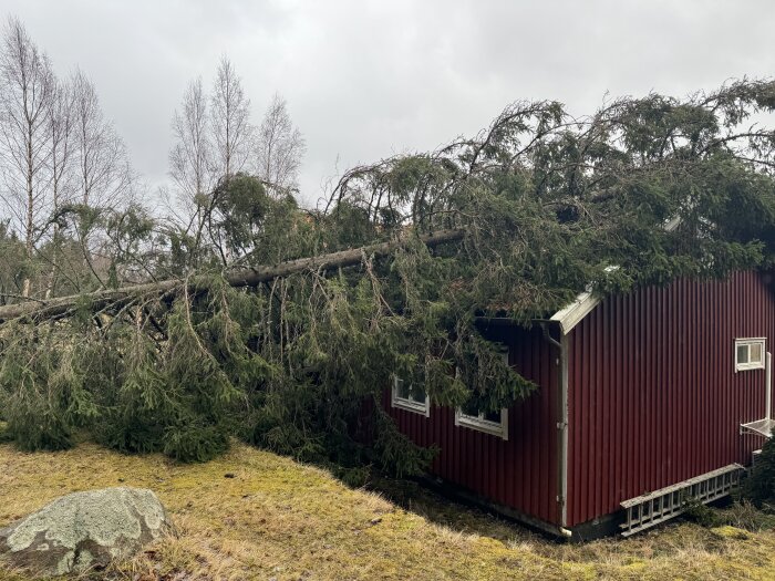 Stort träd har fallit över ett rött hus bland natur och grå himmel.