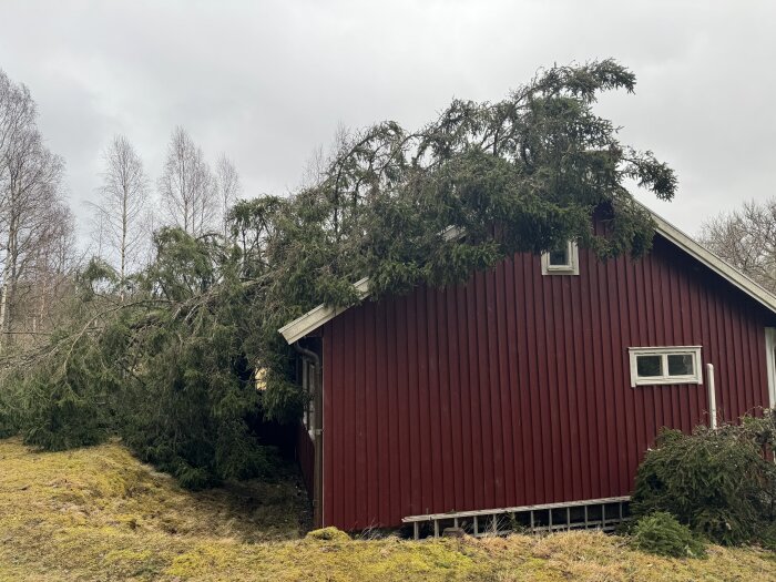 Ett rött hus med ett stort träd som fallit över det. Nedslående, skadeinnehållande, trist väder.