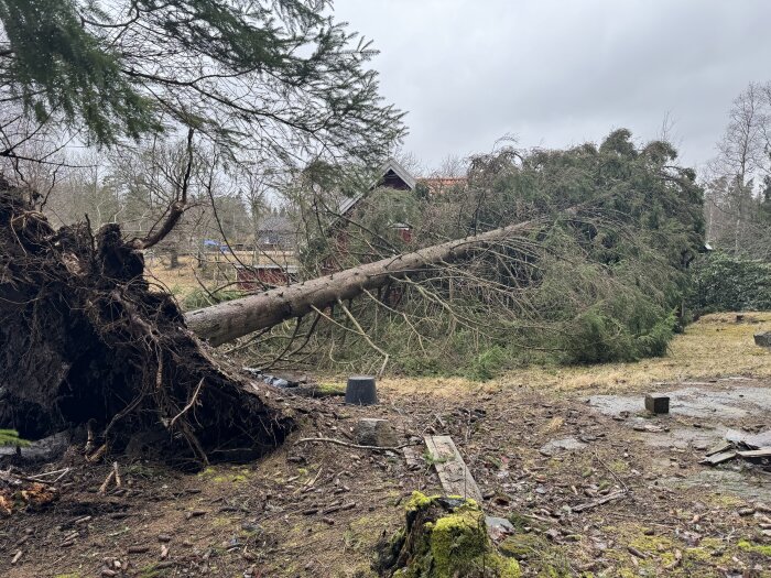 Stormfälld träd, rotsystem synligt, grå himmel, rörigt mark, potentiell stormskadad trädgård eller skogsglänta.