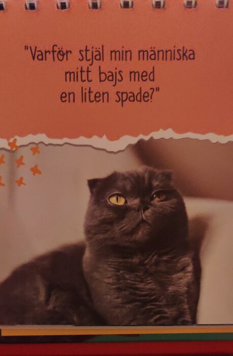 Grå katt ser förvirrad ut. Text ovanför med humoristisk fråga om kattlåderengöring. Humoristisk kalender eller kort.