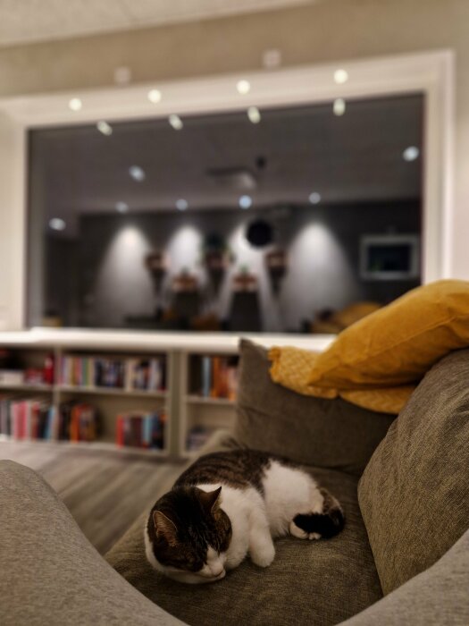 Katt sover på soffa framför suddig bokhylla, mjukt ljus, mysigt vardagsrum, spegel och kuddar i bakgrunden.