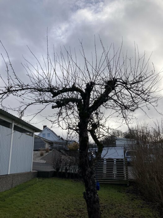 Nakenträd i trädgård, molnig himmel, hus och gräsmatta syns.