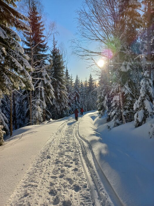 Vinterlandskap med snötäckta träd och personer som skidar i soligt, lugnt skogsspår.