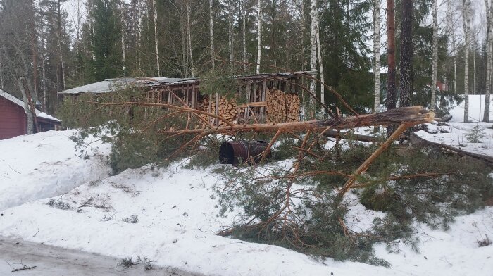 Fälld trädgren, vedskjul, snö, utomhus, skogsmiljö, vinter, nedblåst av vind eller storm.