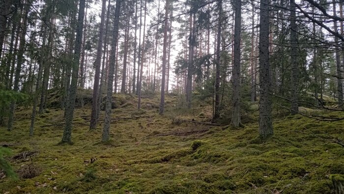 Skog med tallar, mossa, backig terräng och ljus som sipprar genom trädkronorna.