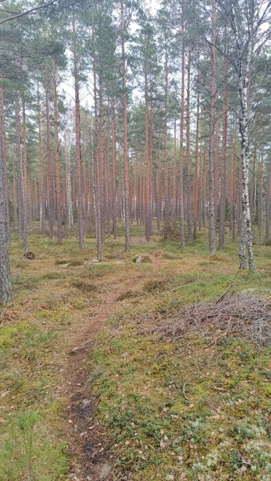 Tallskog, stig, mossig mark, ljusgrå himmel, natur, friluftsliv, tystnad, skogslandskap, gräs, löv.