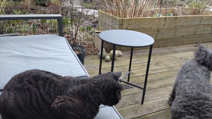 Utomhusterass med sällskapsdjur: katt och hund, svart bord, trädäck, växter, grå soffa. Avslappnad miljö.