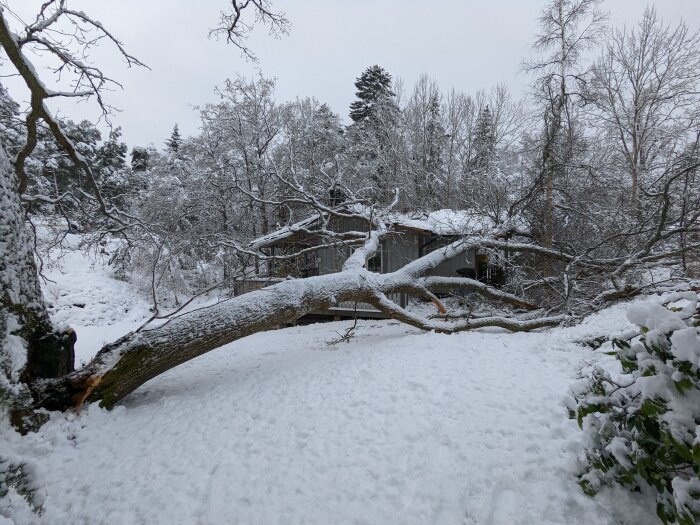 Ett nedfallat träd över täcker snön framför en byggnad i ett vintervitt landskap.