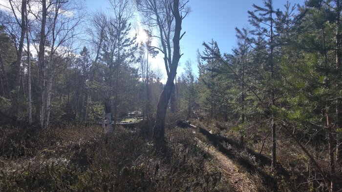 Solig skogsvy, döda trädstammar, gröna barrträd, blå himmel, vilt landskap, klar dag.