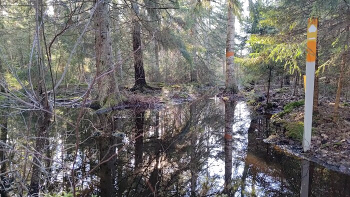 Skog, vatten, speglingar, vandringsledsmarkeringar, barrträd, björk, ljus, naturskönt, orört, dagtid.