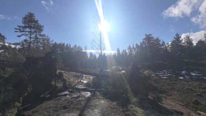 Solig skog, utspridd snö, omkullkastade träd, klippig terräng, blå himmel, ljusstrålar.