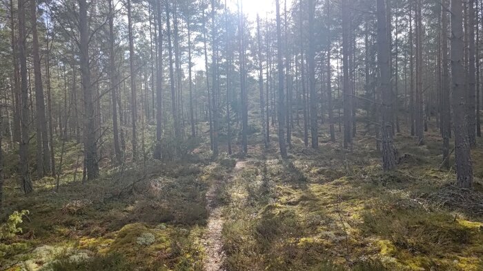 Soligt skogslandskap, stigar, tallar, mossa, lugn, naturens skönhet, friluftsliv, vandringsled, avkopplande miljö.