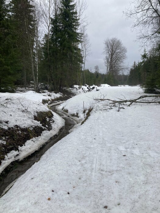 Skog och smältande snö nära en bäck, vårlik landskap, molnig himmel, ingen människa synlig.