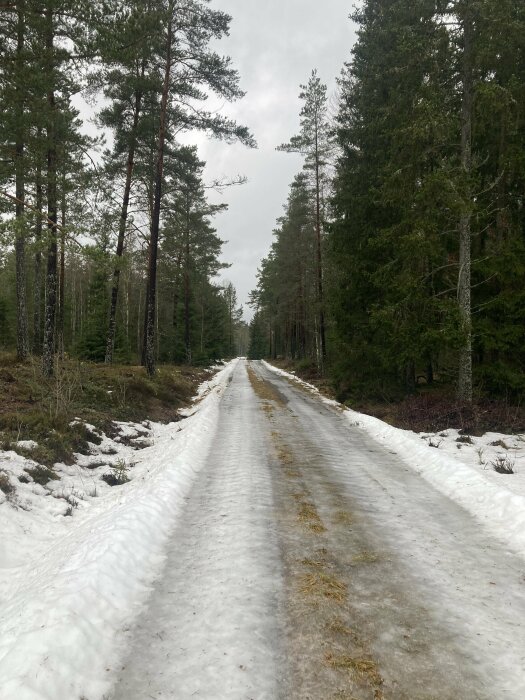 Snötäckt skogsväg omgiven av barrträd, smältande snö, grå himmel, vårkänsla, avlägsen eller lantlig plats.