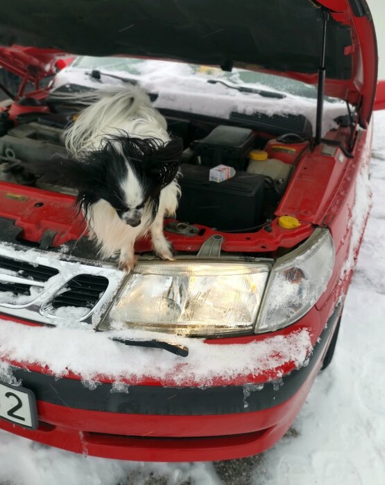 Hund i motorutrymmet på en röd bil, snö runtomkring, lampa och bilens huva öppna.