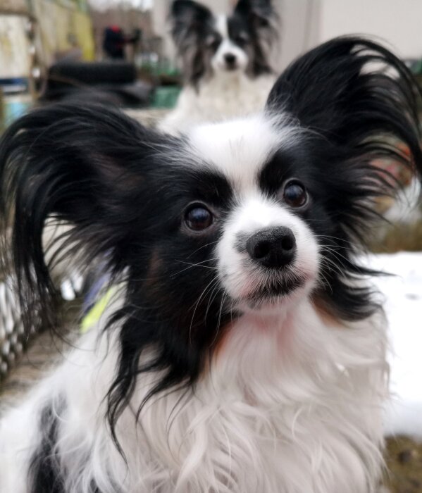 Närbild på en Papillonhund med stora öron och en annan hund i bakgrunden.