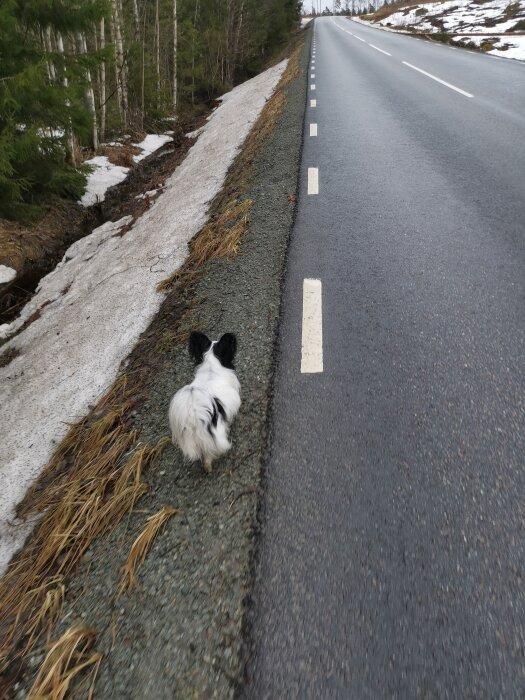 Hund går bredvid väg med vita linjer, smältande snö, skog i bakgrunden, dagsljus.