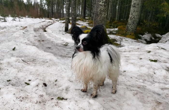 Hund i snöig skog, svartvit päls, blöt, tittar bort, tallträd, smältande snö, stig.