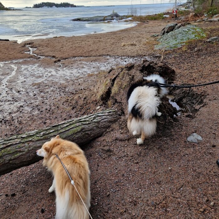 Två hundar på lina vid en strand med skog och isbildningar.
