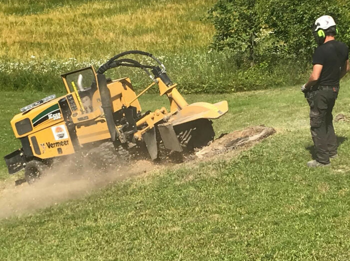 Person i skyddsutrustning övervakar en Vermeer stubbfräs som bearbetar stubbe på gräsmatta. Dust uppstår.