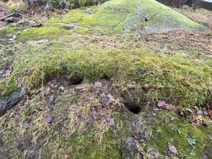 Mossig berggrund med hål, eventuellt ett djurbo, blandat med löv och gräs.