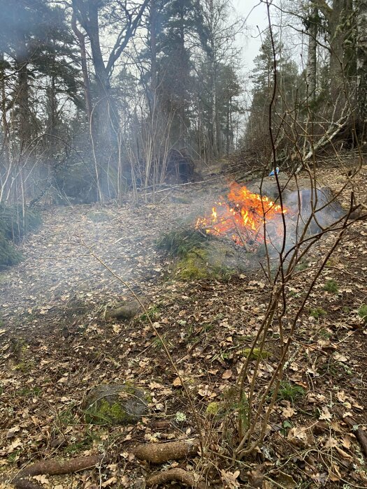 Eldning av ris i en skogsglänta med synliga lågor och rök.