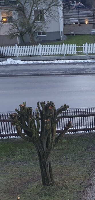 Aggressivt beskuret träd framför en snötäckt trottoar och vit staket, i dagsljus.
