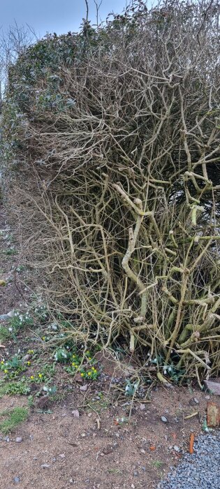 Överväxt häck med nakna grenar och några lövverk överst, med vårblommor vid foten.