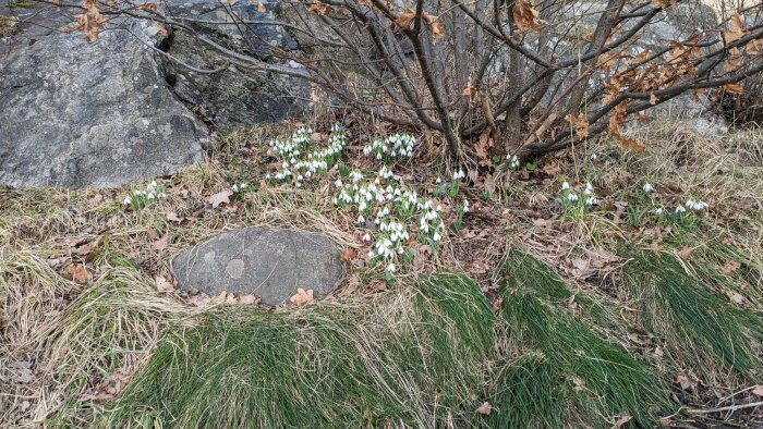 Vårblommor, troligen snödroppar, växer vilt bland löv och stenar.