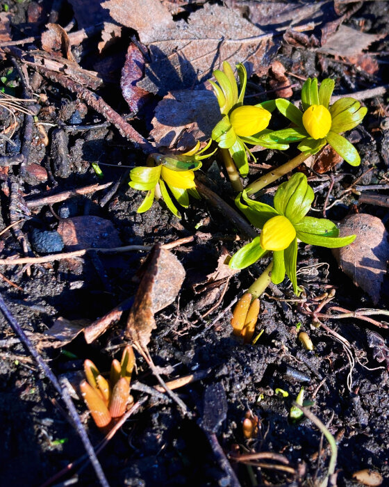 Vintergäck blommar på bar mark bland löv och kvistar. Vårtecken, gula blommor, soligt, natur.