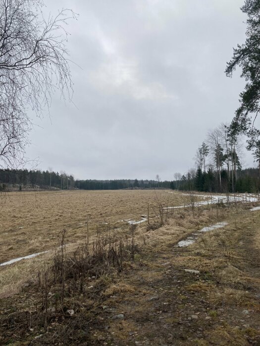 Övergivet fält med gulnande gräs, nakna träd och en stig under en molnig himmel.