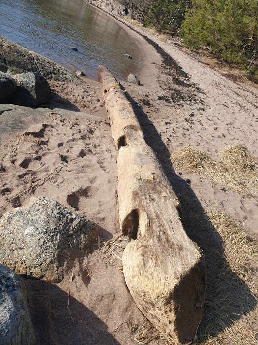 Stor stock på sandig strand nära vatten, med stenar och träd i bakgrunden, soligt väder.