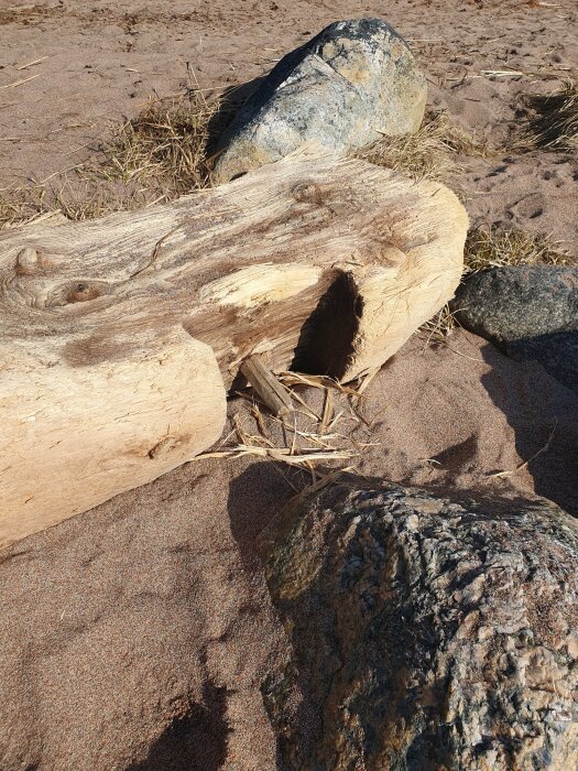 Trädstam på sandig strand med stenar och torrt gräs, klarblå himmel, dagtid, soligt, naturligt ljus.