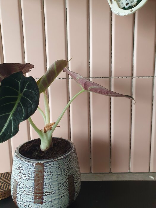 Alocasia i kruka framför rosa vägg och vit hylla med telefon.