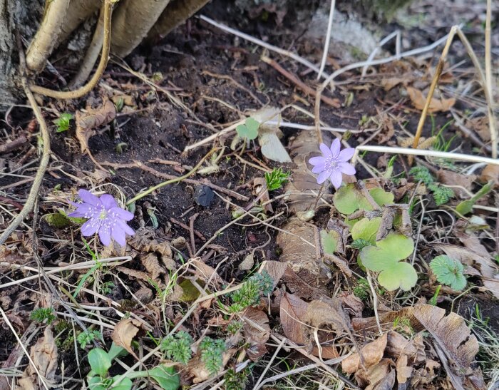 Två lila blommor, jord, löv, gröna växter och torra grässtrån.