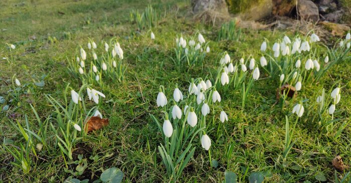 Vita snödroppar blommar på en gräsmark, tecken på vår.