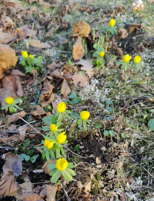 Gula vintergäck blommar bland brunna löv på marken. Tidig vår, natur, frisk flora.