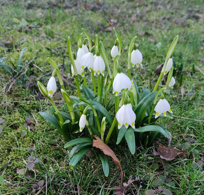 Grupp av snödroppar i blom med gröna blad och vitklockiga blommor på en gräsmatta.