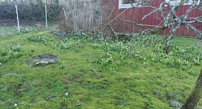 Mossa täckt mark med många snödroppar och snöklockor, avbruten av ett naket träd och en röd byggnad i bakgrunden.