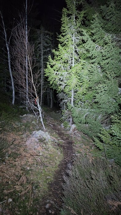 En upplyst skogsstig på natten med granar och bladväxter.