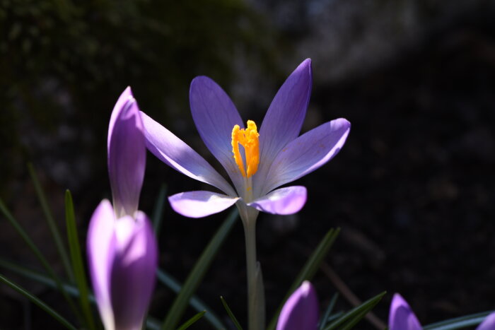 Lila snökrokus, Crocus tommasinianus, med öppna kronblad och synliga gula ståndare.