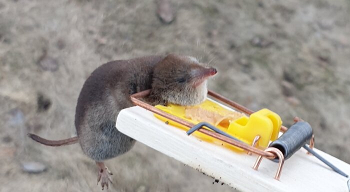 En näbbmus fångad i en musfälla, möjlig orsak till hål i trädgården.