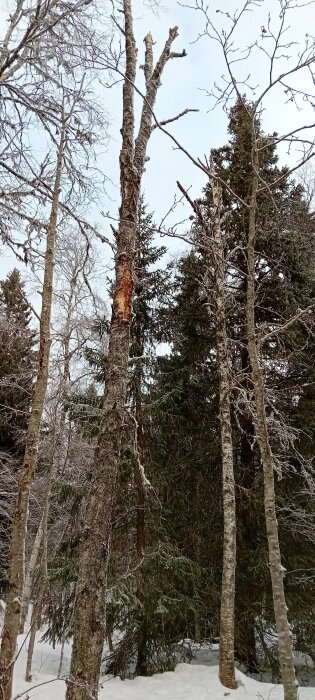 Skog med blandade barr- och lövträd på vintern, en skadad trädstam i förgrunden.