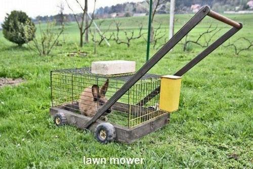 slow-lawn-mower.jpg